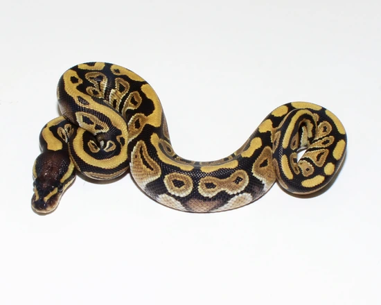 Mystic McKenzie Het Hypo Ball Python by Designer Ball Pythons
