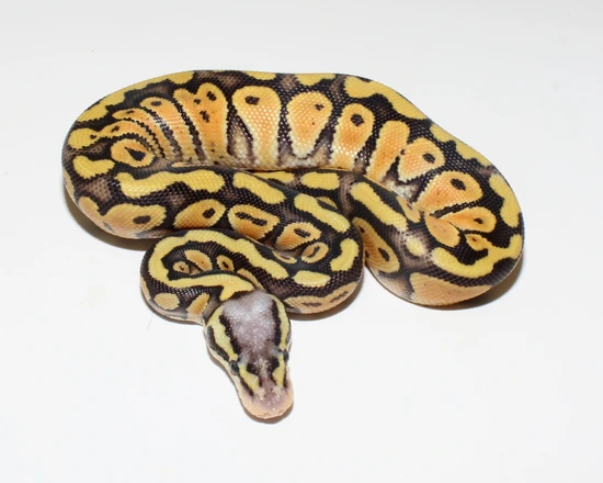Super Pastel Cypress Het Clown Or Het Cryptic Ball Python by Designer ...