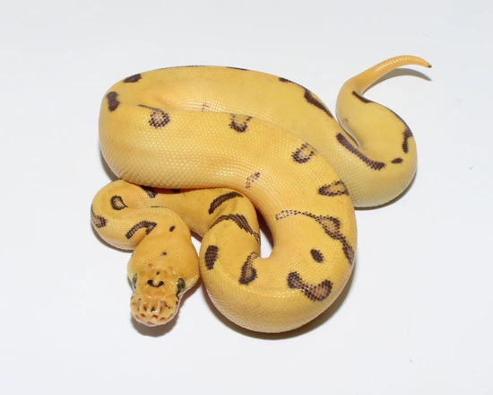 Pastel Enchi Orange Dream Leopard Clown Ball Python by Designer Ball ...