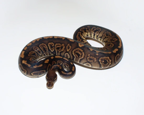 Super Smoke Ball Python by Designer Ball Pythons