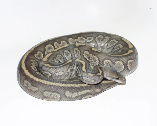 Cinder Black Pastel Hypo Ball Python by Designer Ball Pythons
