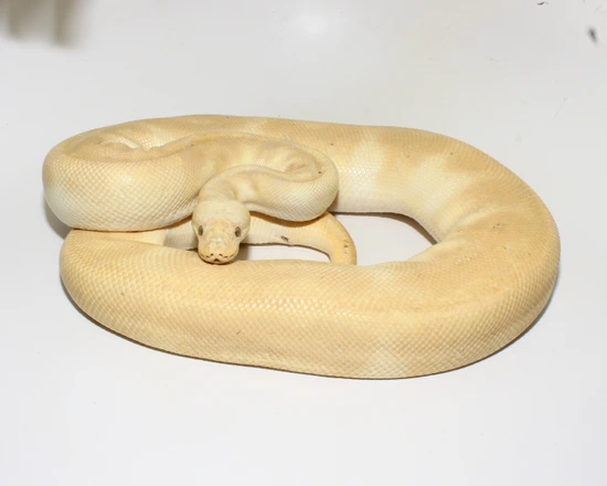 Super Pastel Banana Clown Ball Python by Designer Ball Pythons