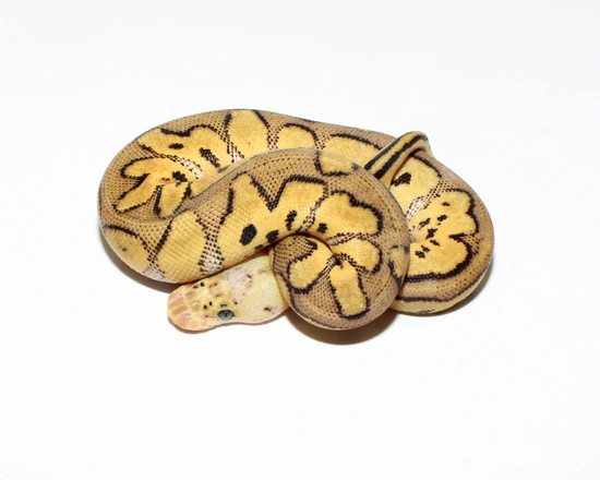 Pastel Clown Ball Python by Designer Ball Pythons