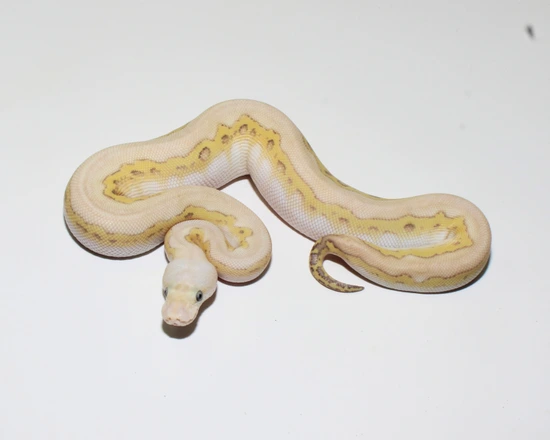 Black Head Banana Lesser Pastel Clown Ball Python by Designer Ball Pythons