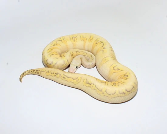 Confusion Fire Super Pastel Clown Ball Python by Designer Ball Pythons