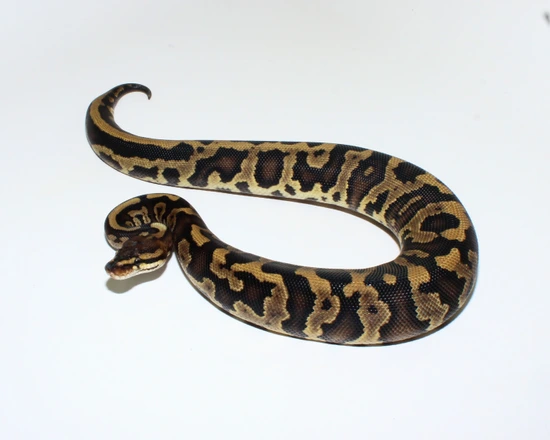 Smoke Leopard Het Clown Ball Python by Designer Ball Pythons
