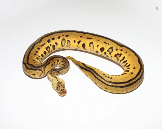 Leopard Pastel Redstripe? Clown Ball Python by Designer Ball Pythons
