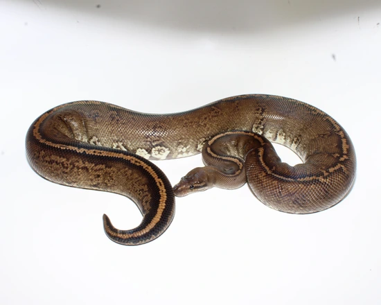 Super Smoke Cinnamon Yellowbelly Ball Python by Designer Ball Pythons