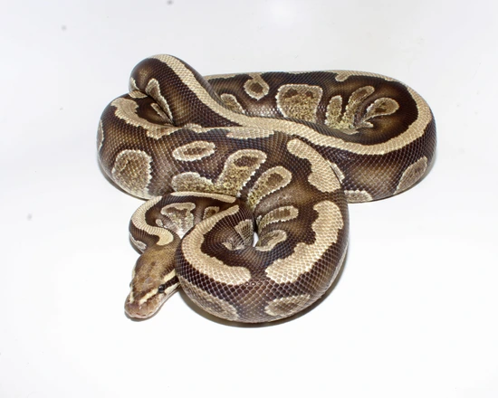 Stranger Fire Ball Python by Designer Ball Pythons