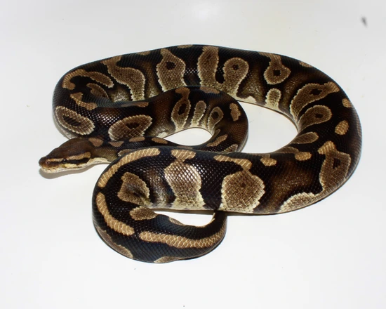 Raven Het Clown Ball Python by Designer Ball Pythons