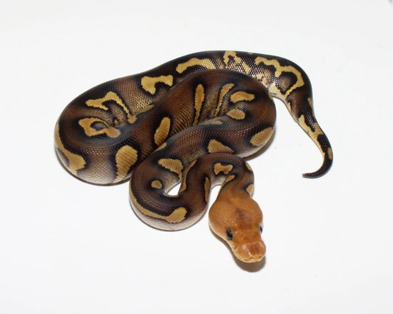 Wookie Raven Clown Ball Python by Designer Ball Pythons