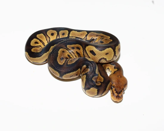 Wookie Or Raven Clown Ball Python by Designer Ball Pythons