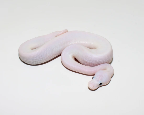 Super Fire 50% TH Desert Ghost Clown Hypo Possible OD YB Pastel ...