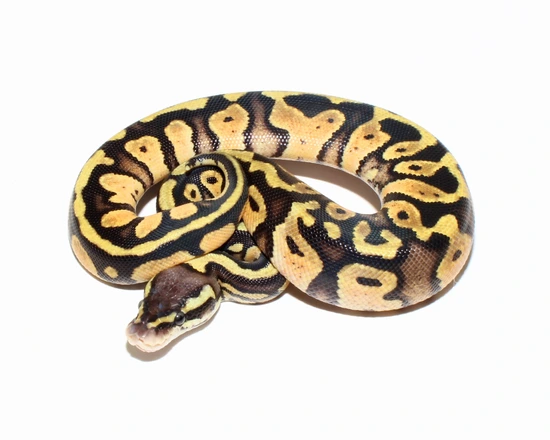 Pastel Double Het Sunset Desert Ghost Ball Python by Designer Ball Pythons
