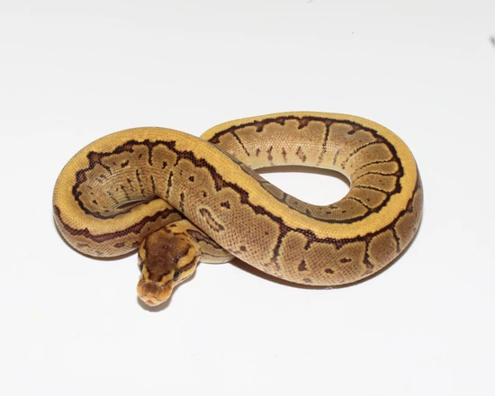 Fire Pinstripe Double Het Sunset Desert Ghost Ball Python by Designer ...