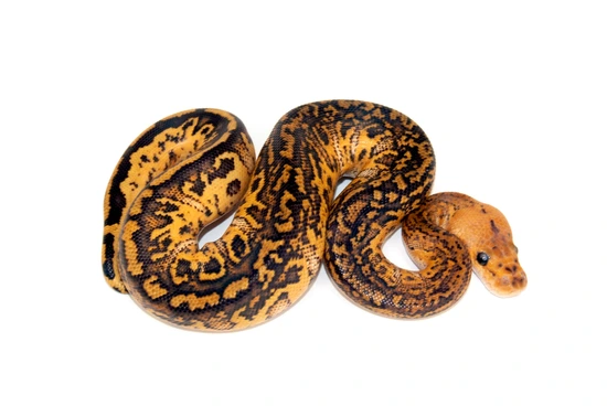 Readhead VORTEX YB Clown 50% Het Pied Ball Python by Designer Morphs