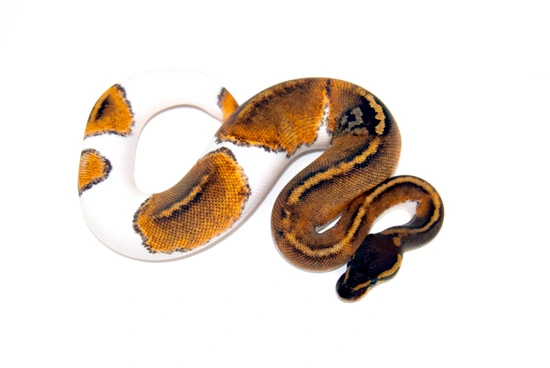 Mahogany Pied Het Clown Ball Python by Designer Morphs