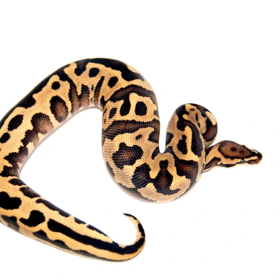 (Super) Leopard Fire Th DG Hypo Clown Ball Python - male for sale from Designer Morphs