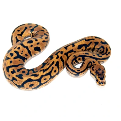 Confusion Spotnose Het Hypo 66% Het Clown 50% Dh DG GS Ball Python - male for sale from Designer Morphs