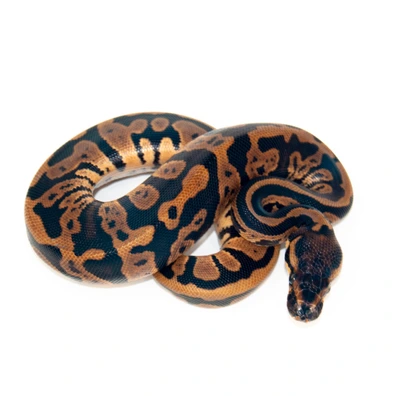Confusion 66% Het GS 50% Dh DG Clown Ball Python - female for sale from Designer Morphs