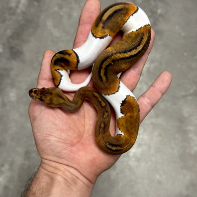 Mahogany / BH Clown Pied