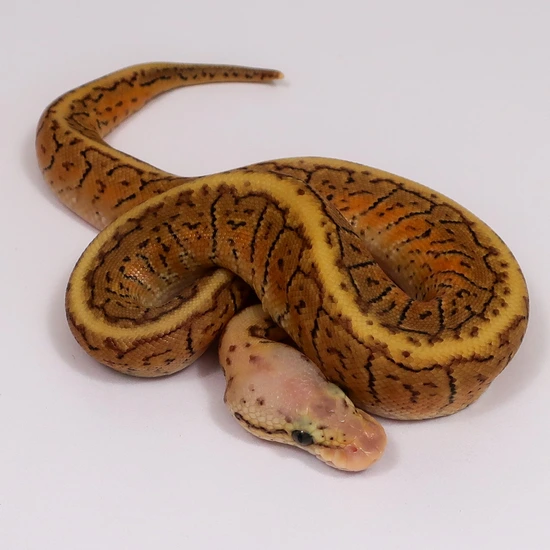 Special Blast Spotnose Ball Python by Designer Python