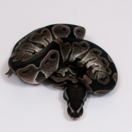 Black Axanthic Het Orange Ghost Ball Python by Designer Python