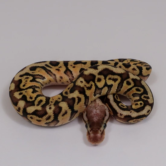 Inferno Het Clown Ball Python by Designer Python