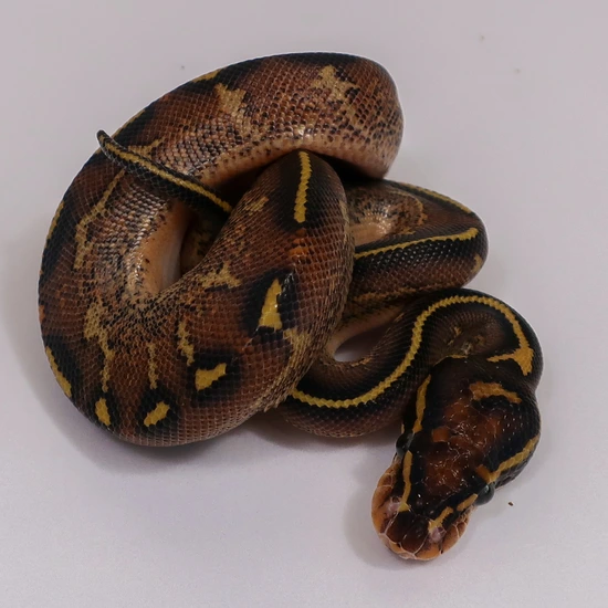 Freeway Ball Python by Designer Python