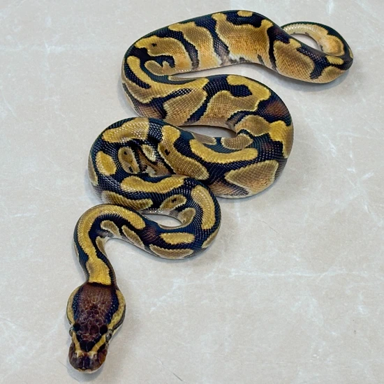 GeneX Enchi Het Piebald 50% Het Lavender Albino Ball Python by Designer ...