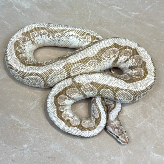 Nuclear Spider Ball Python by Designer Python