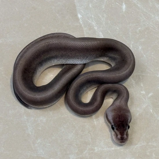 Gargoyle (Cin Hra) Pastel Het Ultramel Ball Python by Designer Python