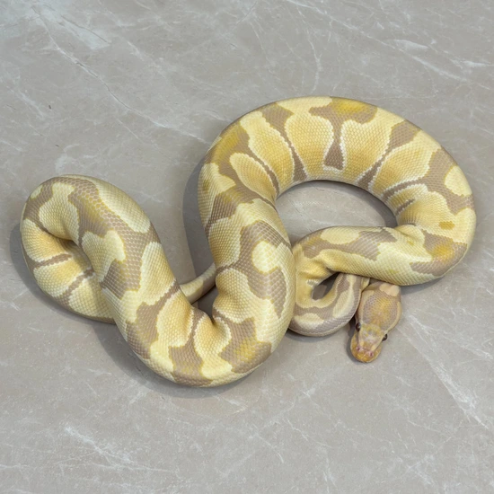 Candino Pastel Yellow Belly Ball Python by Designer Python