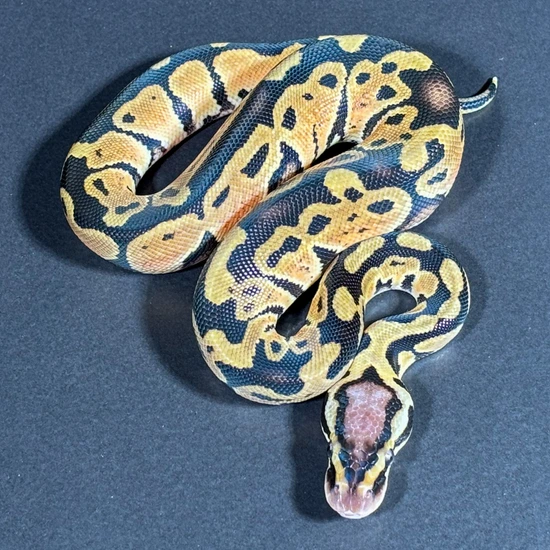 Blade Pastel Het Clown Ball Python by Designer Python