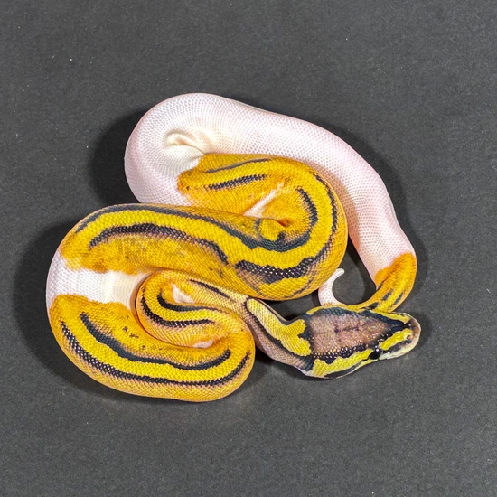 Pastel Piebald Het Orange Ghost 66% Het Axanthic (VPI) Ball Python by ...