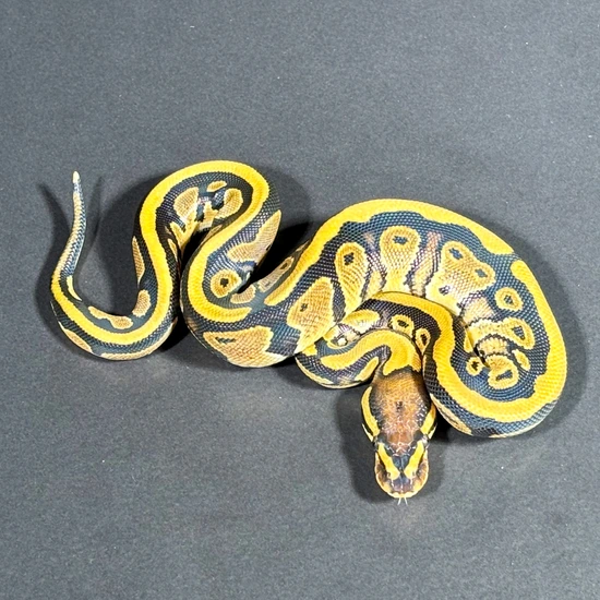 Genex Ball Python GeneX Het Piebald Ball Python by Designer Python