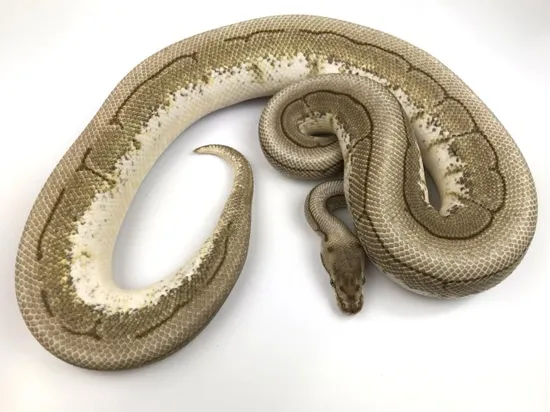 Butter Spinner Ball Python by Royal Constrictor Designs