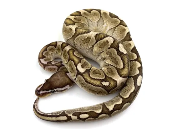 Bamboo 100% Het Genetic Stripe Ball Python by Royal Constrictor Designs