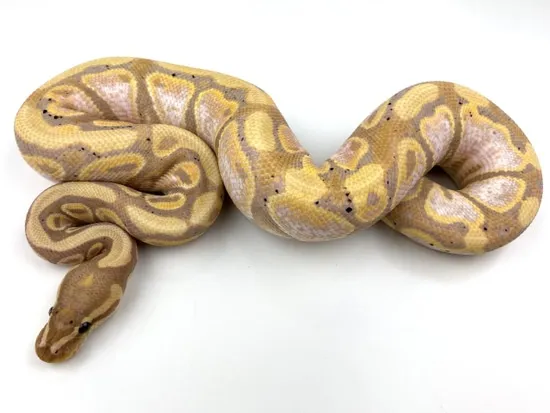 Banana Calico Royal Python Banana Calico 100% Het Clown (Probable Yellowbelly) Ball Python by ...