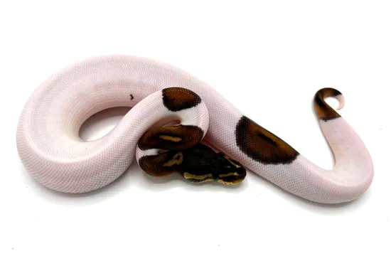 Black Pastel Pied Ball Python by Royal Constrictor Designs
