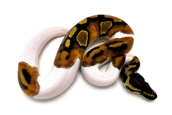 Paradox Pied 100% Het Lavender Albino Ball Python by Royal Constrictor ...