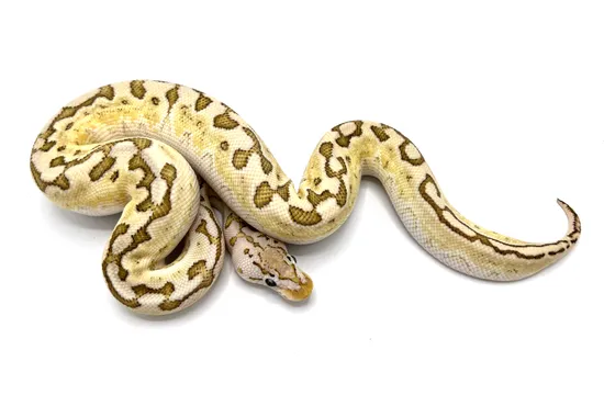 Pastel Bamboo Crypton Ball Python by Royal Constrictor Designs