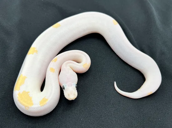 Super Fire Royal Python Super Fire Ball Python by Royal Constrictor Designs