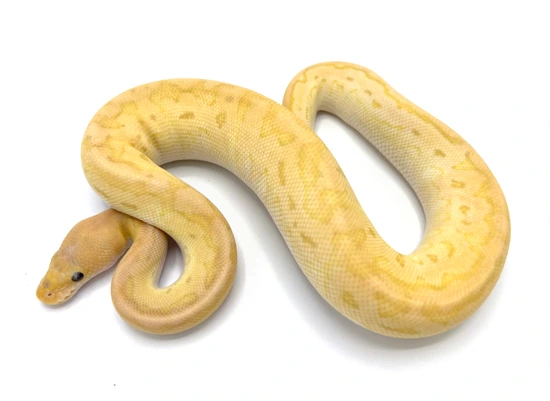 Banana GHI Pinstripe Clown Ball Python by Royal Constrictor Designs