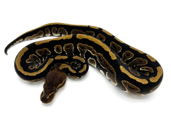 Cinder 100% Het Genetic Stripe Ball Python by Royal Constrictor Designs