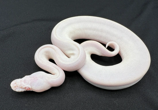 Cherry Bomb Ball Python by Royal Constrictor Designs