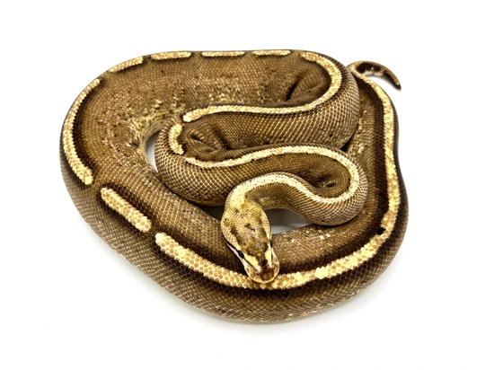 Specter Spark Ball Python by Royal Constrictor Designs