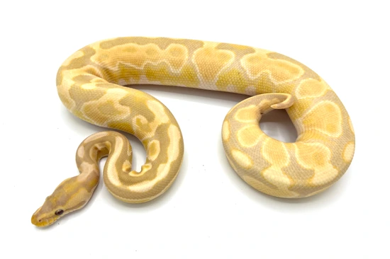 Toffee Ball Python by Royal Constrictor Designs