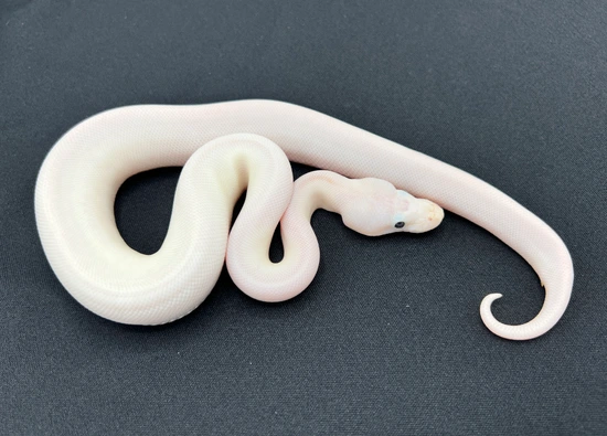 Super Fire Ball Python by Royal Constrictor Designs