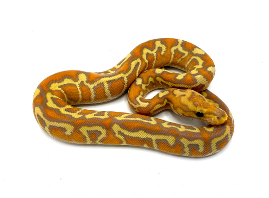 Banana Calico Royal Python Banana Hurricane Spotnose Calico Yellowbelly Clown Ball Python by Royal ...